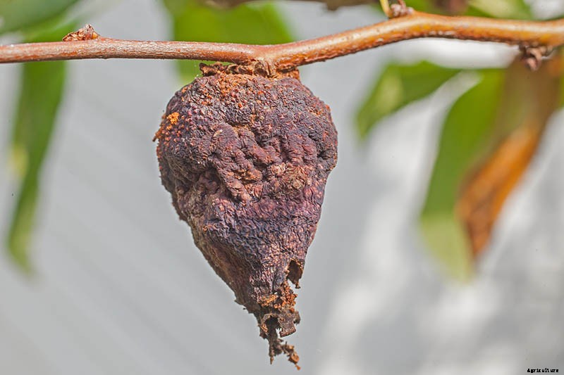 How to Grow Flowering Quince for Early Spring Color