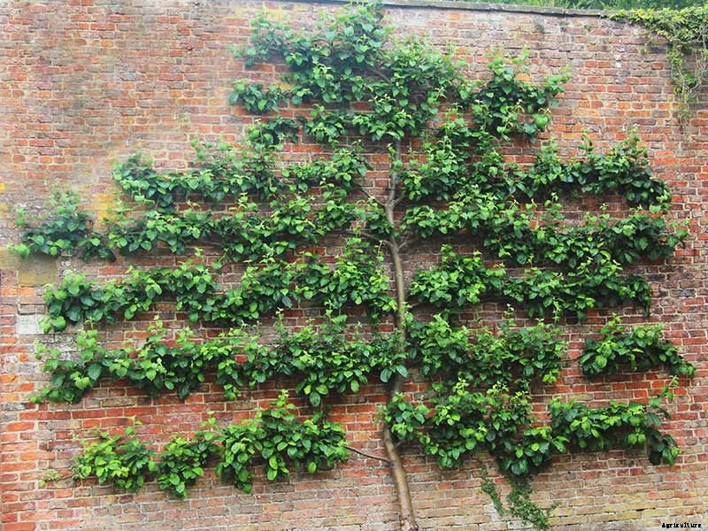 How to Grow Flowering Quince for Early Spring Color