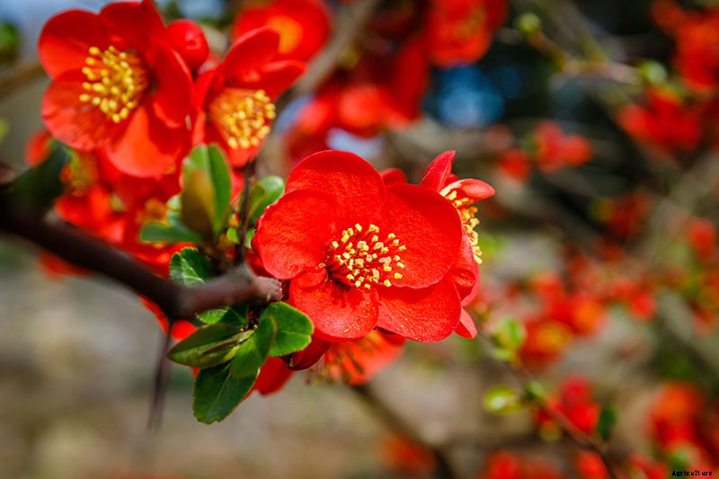 How to Grow Flowering Quince for Early Spring Color