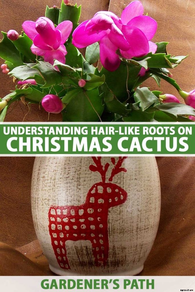 Why Do I See Hair-Like Roots on My Christmas Cactus?