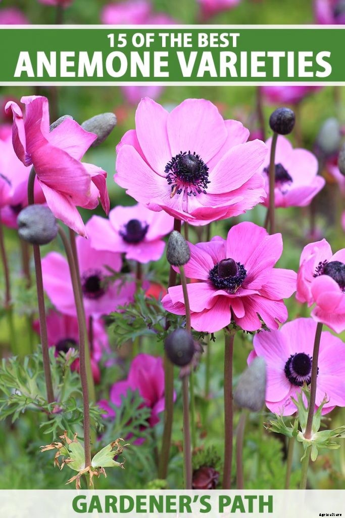15 of the Best Anemone Varieties for Spring, Summer, and Fall