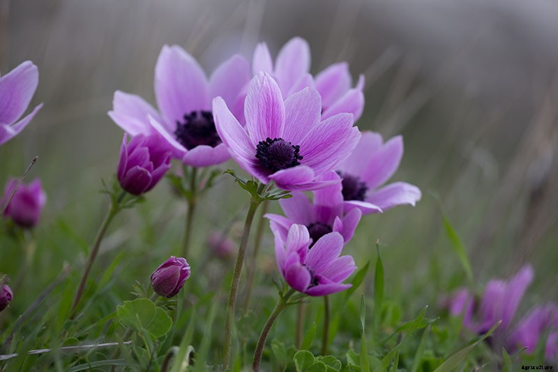 15 of the Best Anemone Varieties for Spring, Summer, and Fall