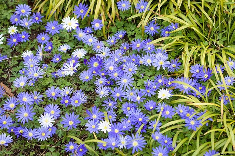 15 of the Best Anemone Varieties for Spring, Summer, and Fall