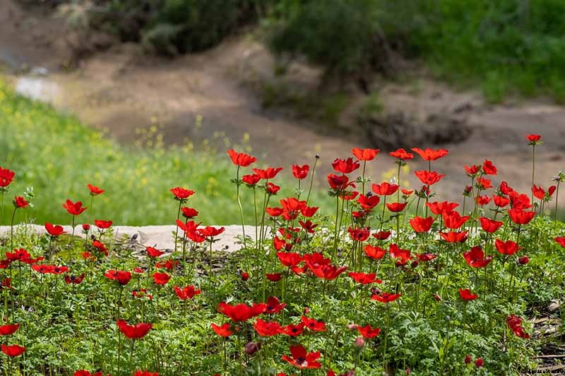 15 of the Best Anemone Varieties for Spring, Summer, and Fall