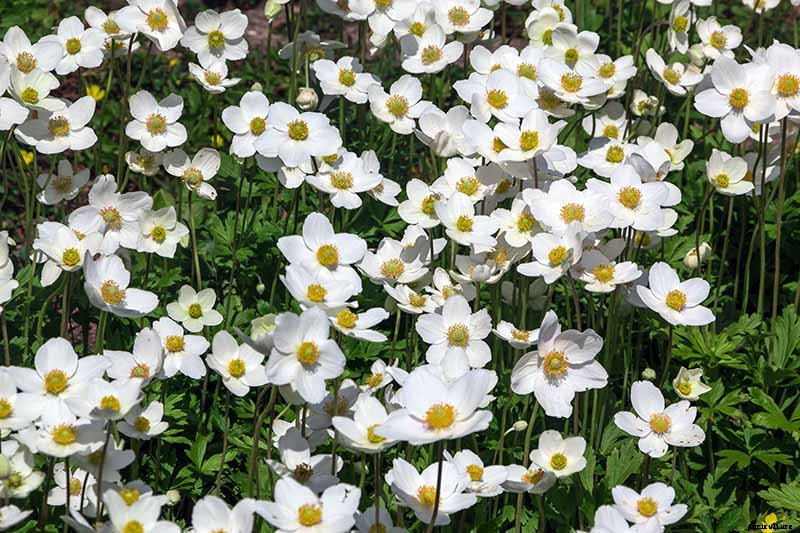 15 of the Best Anemone Varieties for Spring, Summer, and Fall