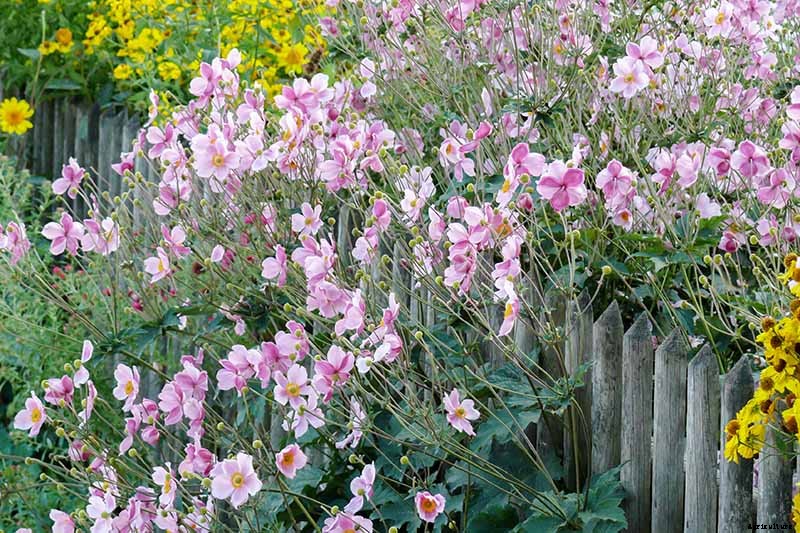 15 of the Best Anemone Varieties for Spring, Summer, and Fall