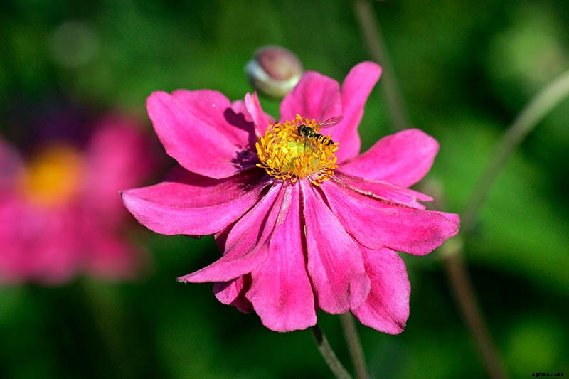 15 of the Best Anemone Varieties for Spring, Summer, and Fall
