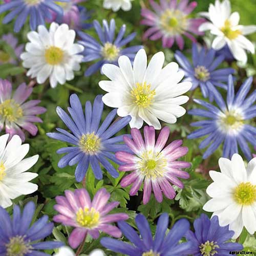 15 of the Best Anemone Varieties for Spring, Summer, and Fall