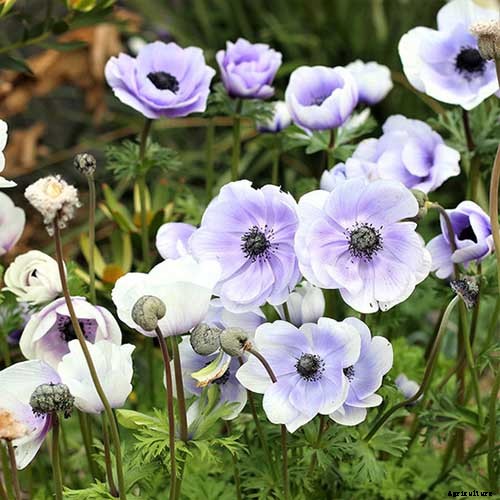 15 of the Best Anemone Varieties for Spring, Summer, and Fall