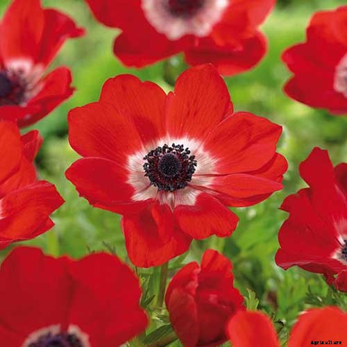 15 of the Best Anemone Varieties for Spring, Summer, and Fall