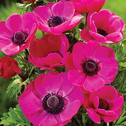 15 of the Best Anemone Varieties for Spring, Summer, and Fall