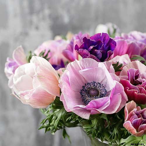 15 of the Best Anemone Varieties for Spring, Summer, and Fall