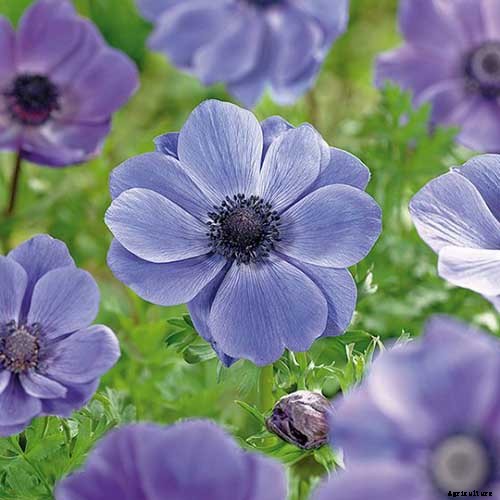 15 of the Best Anemone Varieties for Spring, Summer, and Fall