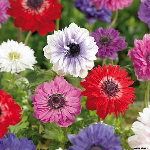 15 of the Best Anemone Varieties for Spring, Summer, and Fall