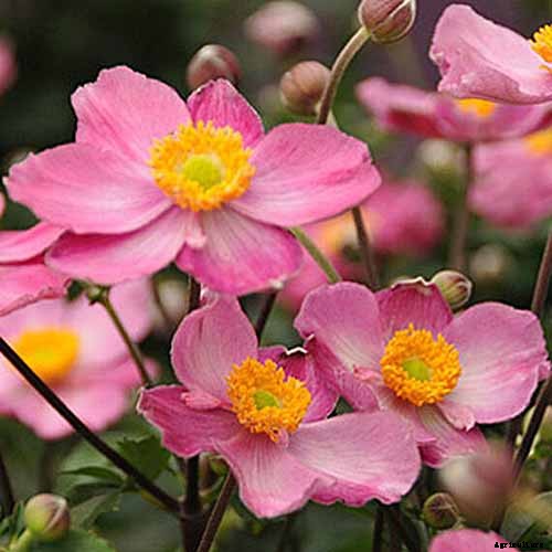 15 of the Best Anemone Varieties for Spring, Summer, and Fall