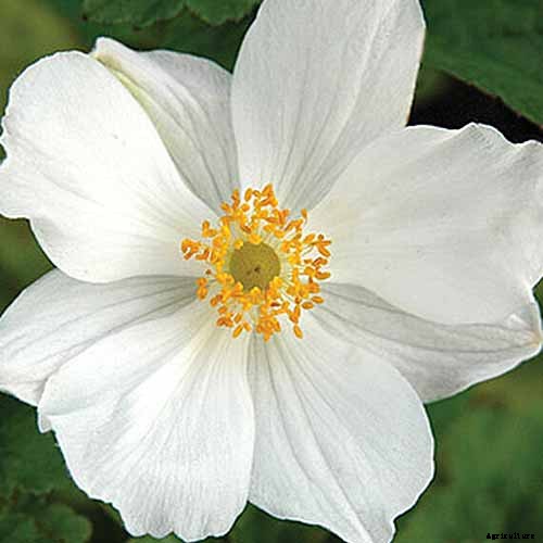 15 of the Best Anemone Varieties for Spring, Summer, and Fall