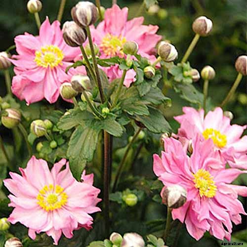 15 of the Best Anemone Varieties for Spring, Summer, and Fall