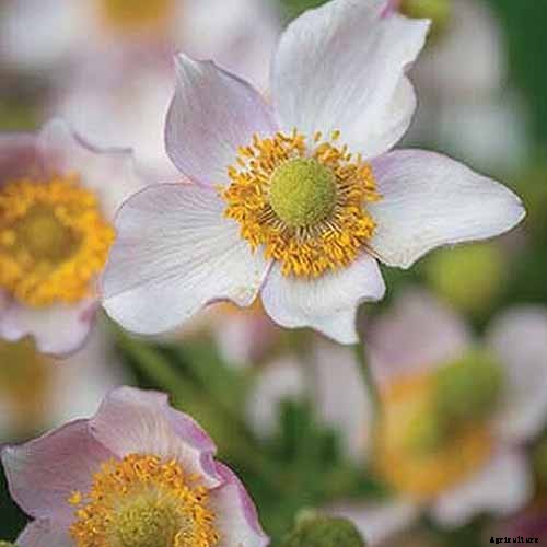 15 of the Best Anemone Varieties for Spring, Summer, and Fall