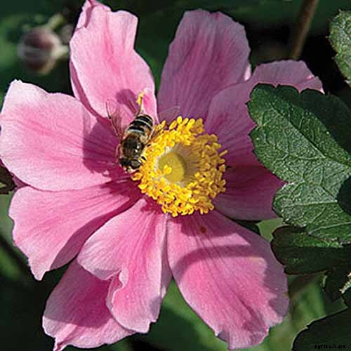 15 of the Best Anemone Varieties for Spring, Summer, and Fall