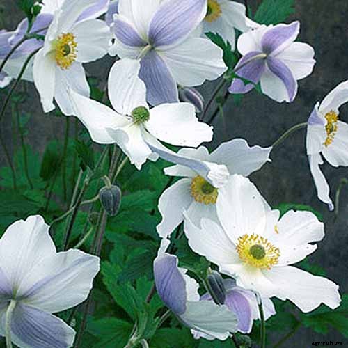 15 of the Best Anemone Varieties for Spring, Summer, and Fall