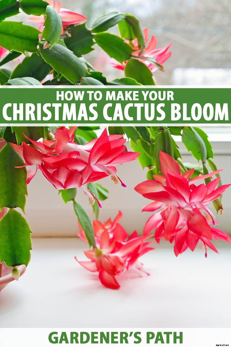 How to Make Your Christmas Cactus Bloom
