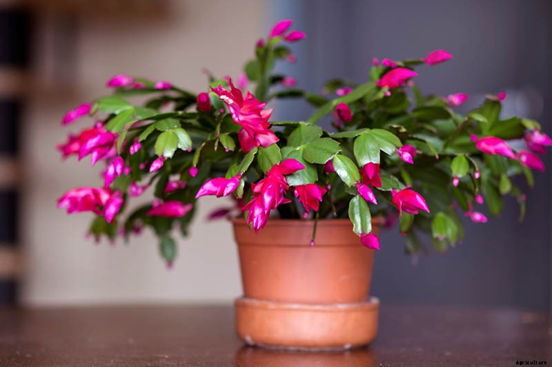 How to Make Your Christmas Cactus Bloom