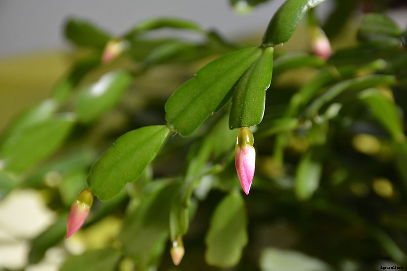 How to Make Your Christmas Cactus Bloom