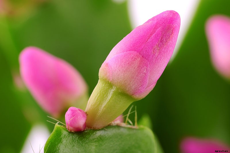 How to Make Your Christmas Cactus Bloom