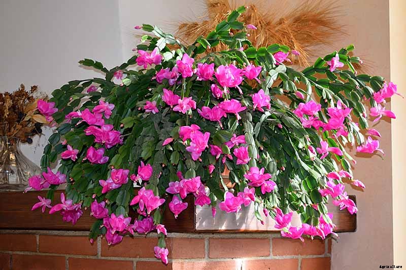 How to Make Your Christmas Cactus Bloom
