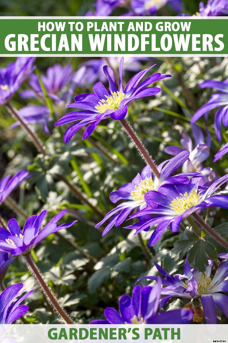 How to Plant and Grow Grecian Windflowers (Balkan Anemones)