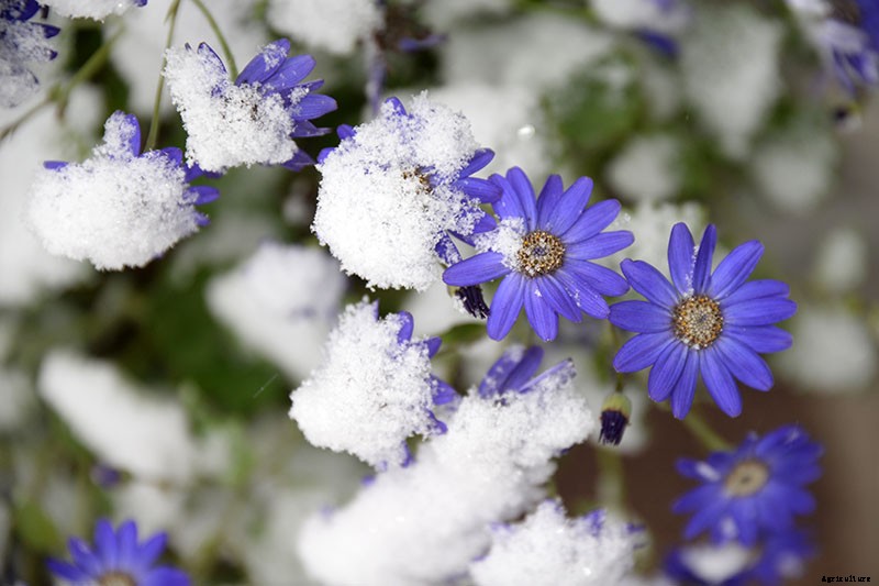 How to Plant and Grow Grecian Windflowers (Balkan Anemones)