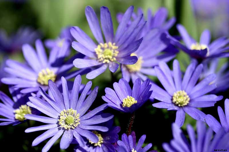 How to Plant and Grow Grecian Windflowers (Balkan Anemones)