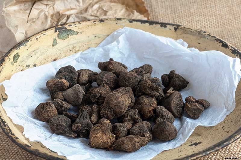 How to Plant and Grow Grecian Windflowers (Balkan Anemones)