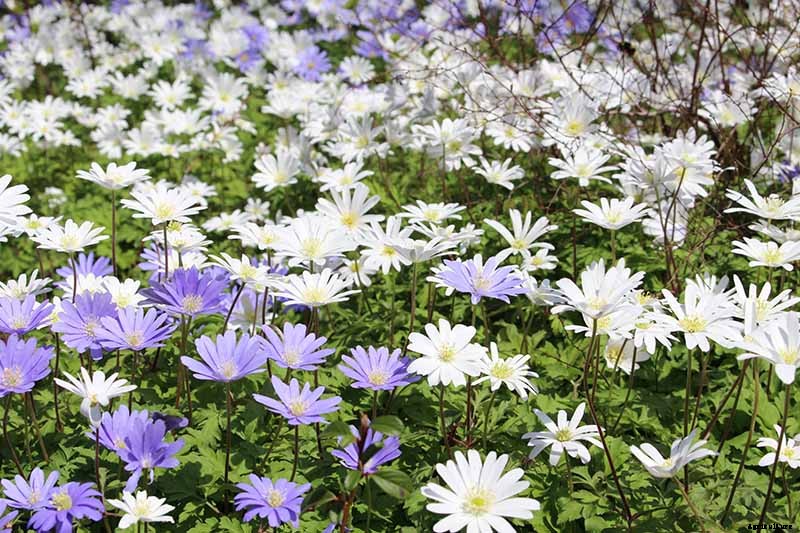 How to Plant and Grow Grecian Windflowers (Balkan Anemones)