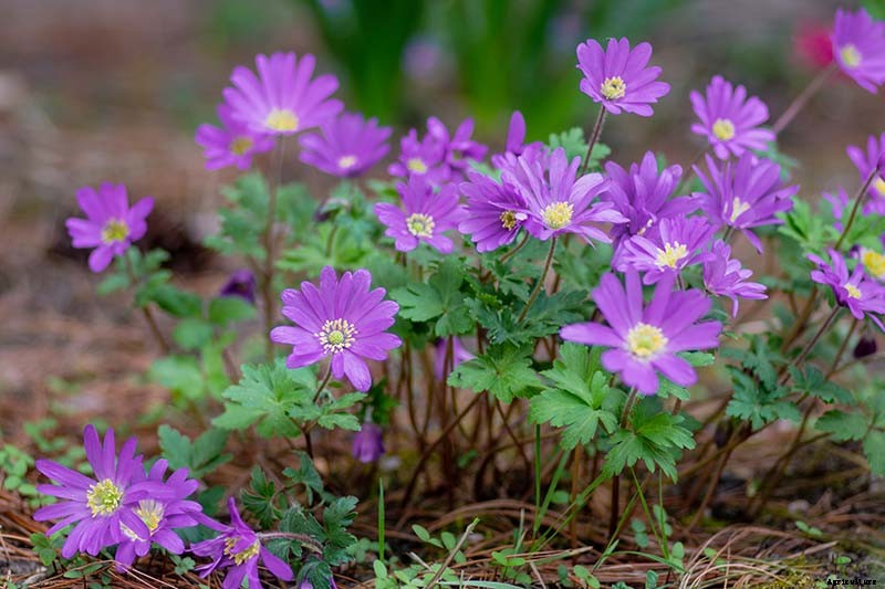 How to Plant and Grow Grecian Windflowers (Balkan Anemones)