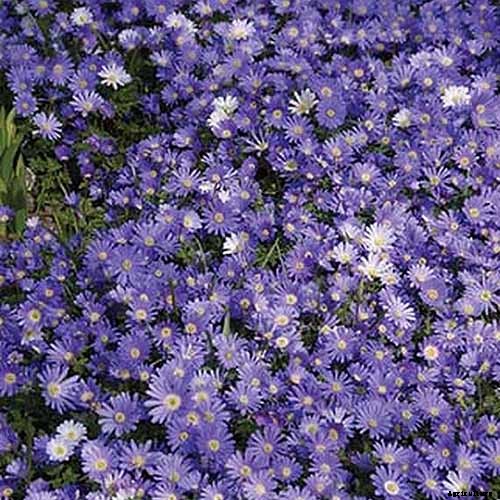 How to Plant and Grow Grecian Windflowers (Balkan Anemones)