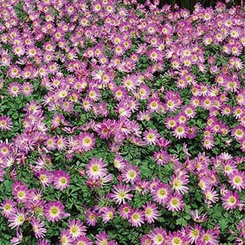 How to Plant and Grow Grecian Windflowers (Balkan Anemones)