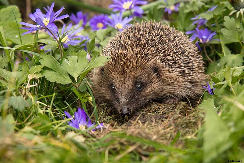 How to Plant and Grow Grecian Windflowers (Balkan Anemones)