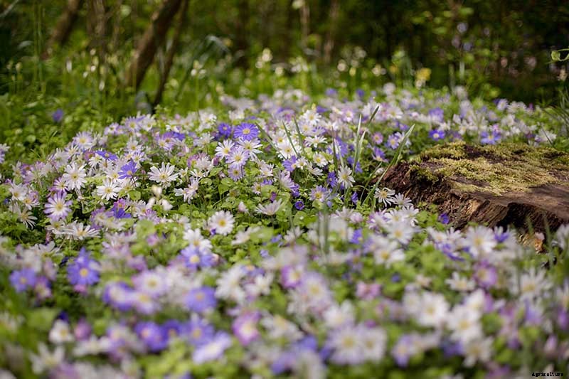 How to Plant and Grow Grecian Windflowers (Balkan Anemones)