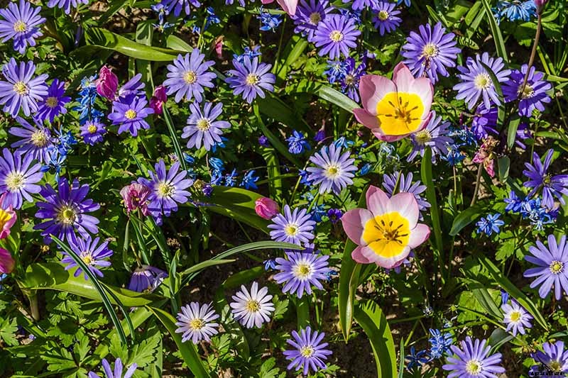 How to Plant and Grow Grecian Windflowers (Balkan Anemones)