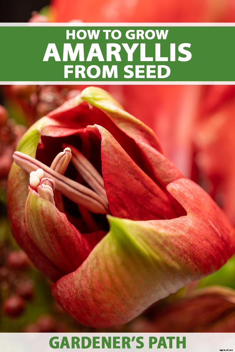 How to Grow Amaryllis (Hippeastrum) from Seed