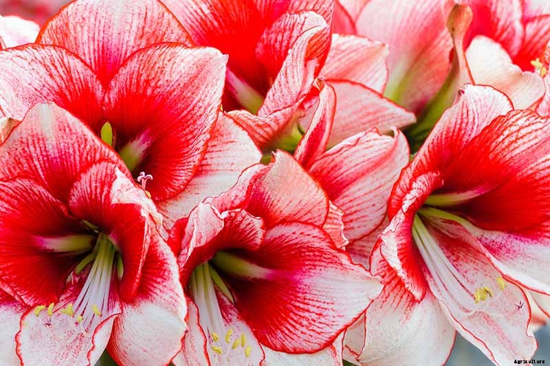 How to Grow Amaryllis (Hippeastrum) from Seed