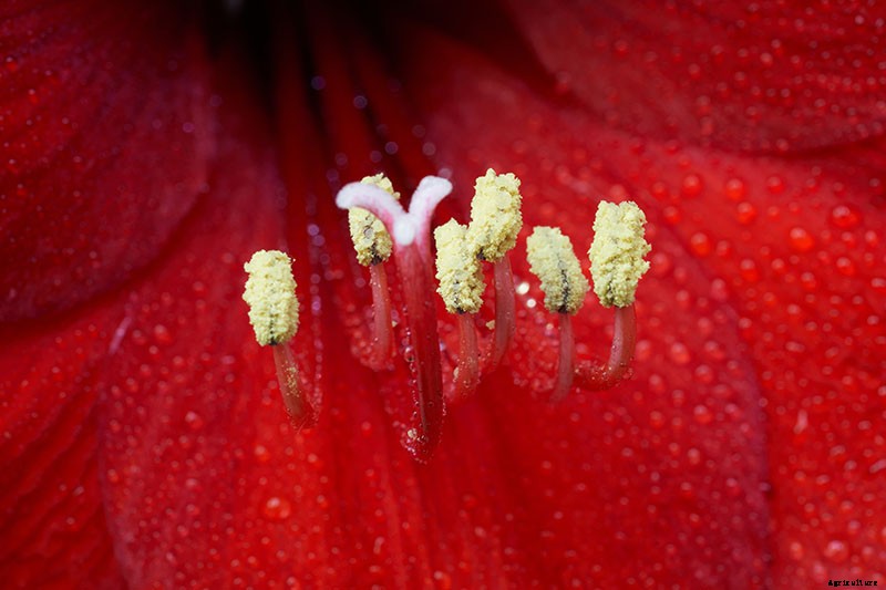 How to Grow Amaryllis (Hippeastrum) from Seed