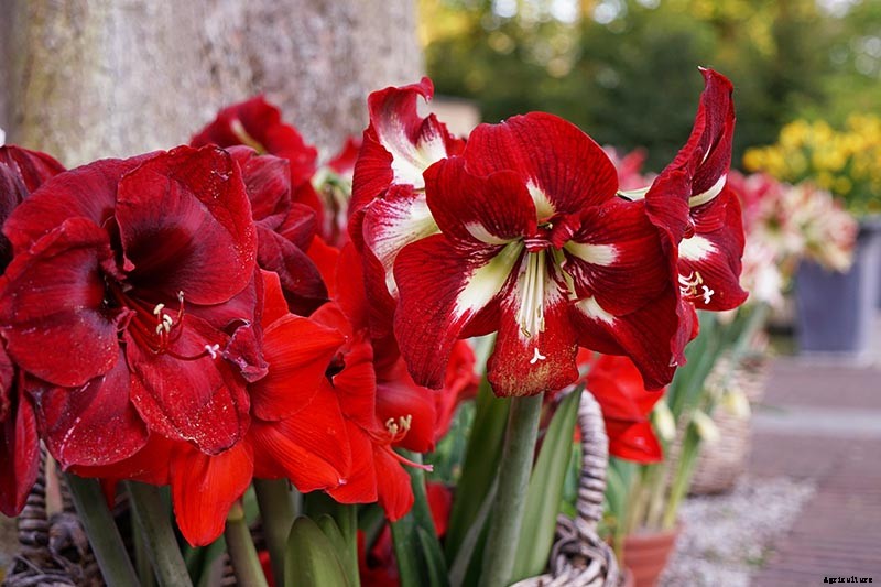 How to Grow Amaryllis (Hippeastrum) from Seed