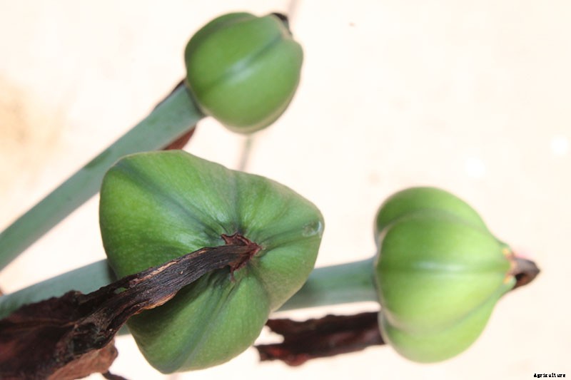 How to Grow Amaryllis (Hippeastrum) from Seed