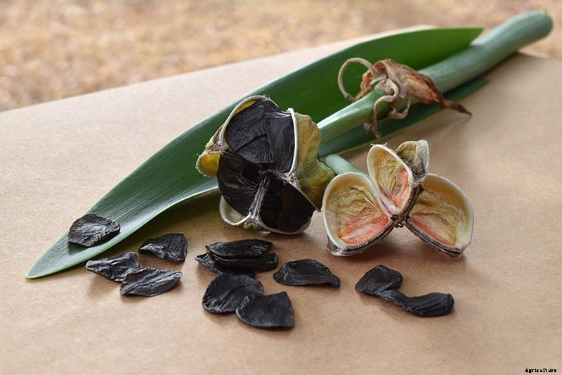 How to Grow Amaryllis (Hippeastrum) from Seed