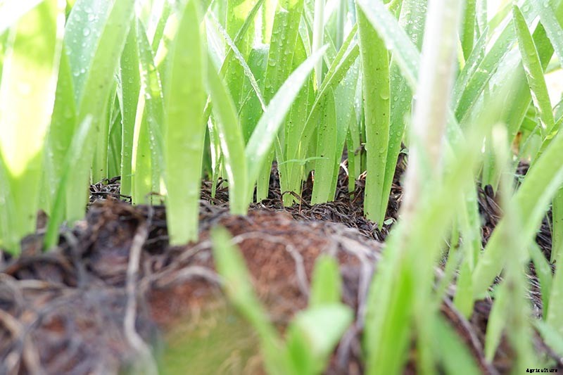 How to Grow Amaryllis (Hippeastrum) from Seed