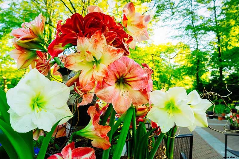 How to Grow Amaryllis (Hippeastrum) from Seed