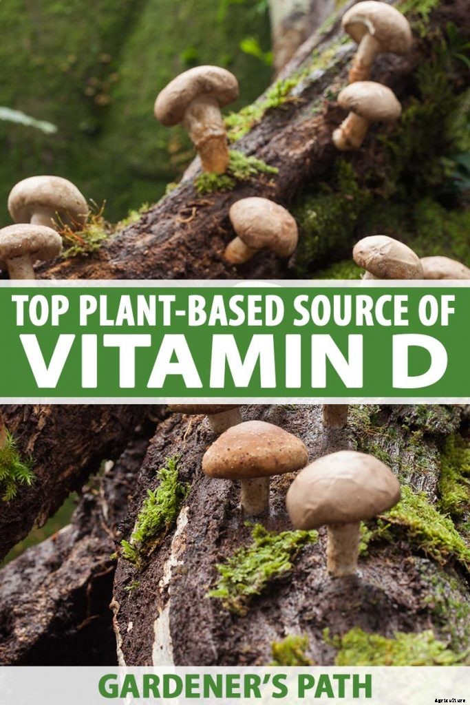 What Is the Top Plant-Based Source of Vitamin D?