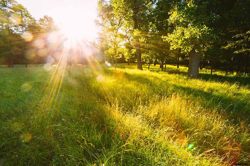 What Is the Top Plant-Based Source of Vitamin D?